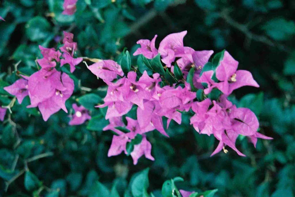 Gina'S Garden Lodges アルタンガ エクステリア 写真